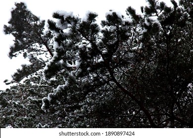 
Snow Lying On A Scots Pine Branch