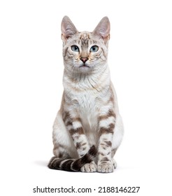 El gato bengalí lynx