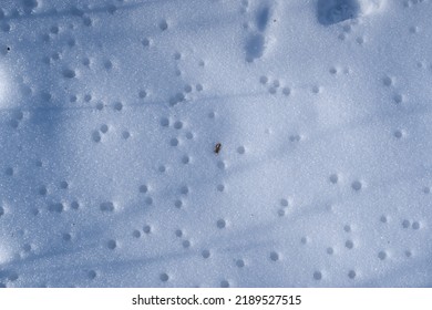 Snow Macro With Holes After Thaw, Mysterious Winter Forest Sundawn And Sun Flare, Long Deep Shadows Of Bare Trees, Outdoor Green Tourism Active Hiking Hobby, Nature Explore And Protection Concept