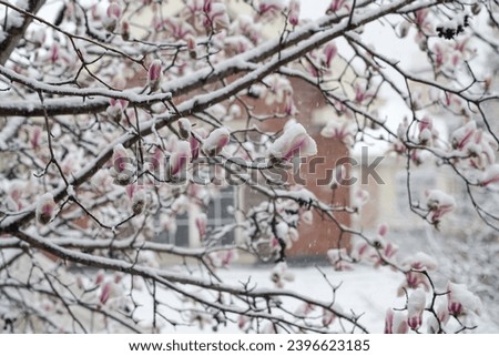 Snow magnolia flower in winter
