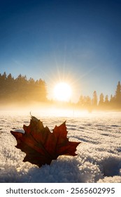 snow, maple leaf, leaf, leaves, canada, sunlight, sunset, forest, winter, winter wonderland, snowflakes, wallpaper, background, canadian