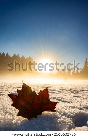 snow, maple leaf, leaf, leaves, canada, sunlight, sunset, forest, winter, winter wonderland, snowflakes, wallpaper, background, canadian