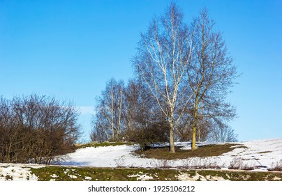 Snow Melting In Birch Forest In Early Spring