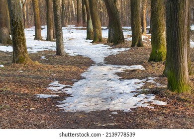 Snow melting in forest among trees on early spring day. Nature background with melting snow in spring forest. 