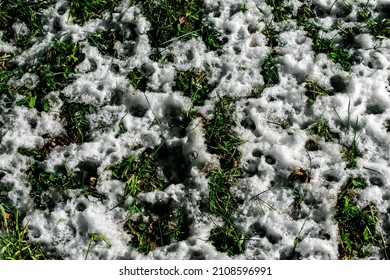 Snow Melting On The Grass