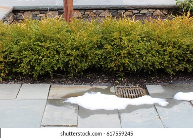 Snow Melting On Slate Pavers With Boxwoods