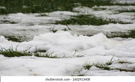 The Snow Is Melting In The Spring. Grass Appears Under The Snow