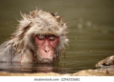 Snow monkey bathing in a hot spring
