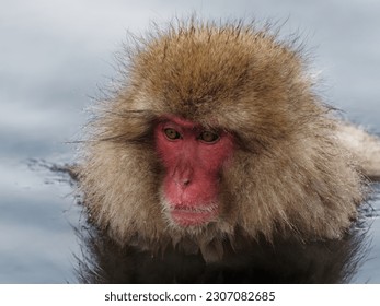 Snow monkey bathing in a hot spring.