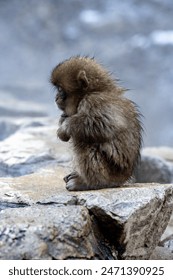 snow monkey bathing hot spring