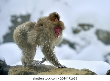 日本猿 Images Stock Photos Vectors Shutterstock
