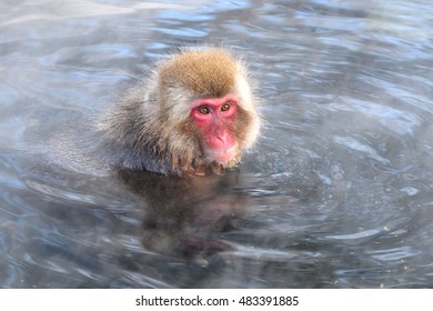 Snow monkey in hot spring, Japan