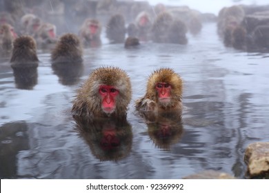 Snow Monkey In Hot Spring, Jigokudani, Nagano, Japan