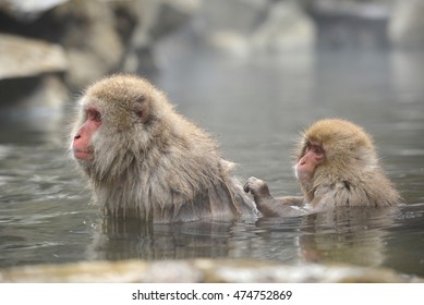 Snow Monkey With Hot Springs In Nagano Japan