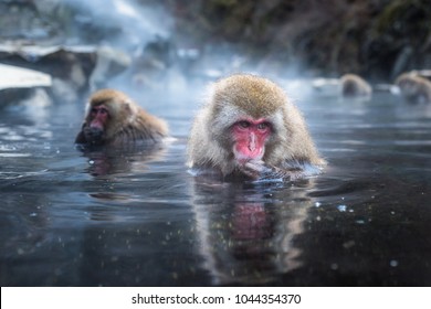 Snow Monkey Or Japanese Macaque In Hot Spring Onsen