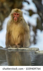 Snow monkey or Japanese macaque, Macaca fuscata, single mammal in water, Japan