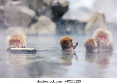 Snow Monkey Japanese Macaques bathe in onsen hot springs at Nagano, Japan - Powered by Shutterstock