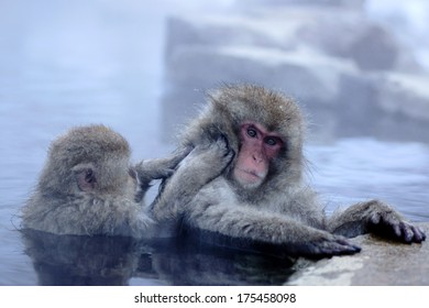 Snow Monkey At Jigokudani Onsen In Nagano, Japan