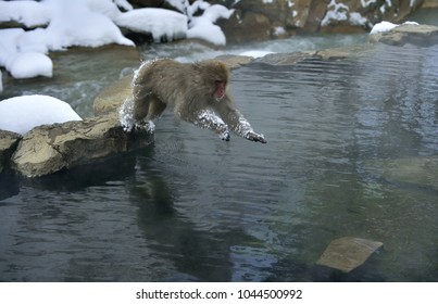 Snow Monkey In Jump. The Japanese Macaque ( Scientific Name: Macaca Fuscata), Also Known As The Snow Monkey.