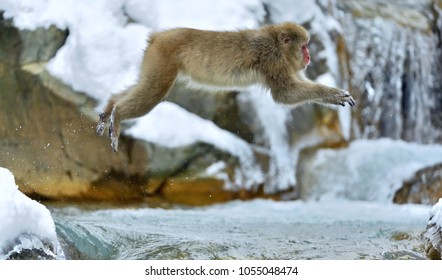 Snow Monkey In Jump. Winter Season. The Japanese Macaque ( Scientific Name: Macaca Fuscata), Also Known As The Snow Monkey.