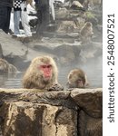 snow monkey, snow, monkey, Nagano, yamanouchi, snow monkey park, hot springs, Japan, Japanese, macaque, Japanese macaque, cute, animals, sanctuary