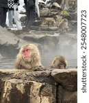 snow monkey, snow, monkey, Nagano, yamanouchi, snow monkey park, hot springs, Japan, Japanese, macaque, Japanese macaque, cute, animals, sanctuary