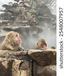 snow monkey, snow, monkey, Nagano, yamanouchi, snow monkey park, hot springs, Japan, Japanese, macaque, Japanese macaque, cute, animals, sanctuary