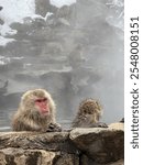 snow monkey, snow, monkey, Nagano, yamanouchi, snow monkey park, hot springs, Japan, Japanese, macaque, Japanese macaque, cute, animals, sanctuary