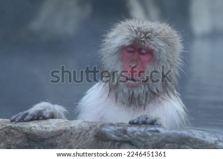 Snow monkey sleeping in the hot spring, in Nagano, Japan