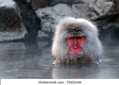Snow monkey taking bath with hot spring water, Nagano, JApan