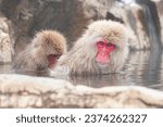 Snow Monkeys bathing in Natural hot spring in winter at Jigokudani Snow Monkey Park, Nagano, japan