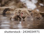 Snow monkeys bathing in onsen at Jigokudani Park, Yudanaka. Nagano Japan