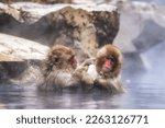 Snow monkeys also called Japanese macaque relaxing by the hot spring water in Jigokudani Monkey Park in Nagano prefecture, Japan.