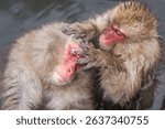 Snow monkeys grooming each other while taking a bath, Jigokudani Monkey Park, Yudanaka Onsen, Nagano Prefecture, Japan 