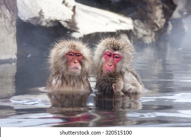 Snow Monkeys In Hot Spring, Japan