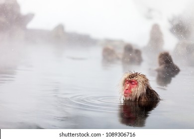 Snow Monkeys Japanese Macaques bathe in onsen hot springs of Nagano, Japan - Powered by Shutterstock