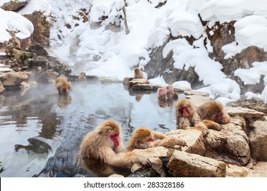 Snow Monkeys Japanese Macaques Bathe In Onsen Hot Springs Of Nagano, Japan
