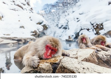 Snow Monkeys Japanese Macaques Bathe In Onsen Hot Springs Of Nagano, Japan