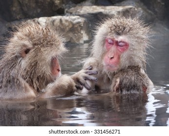 Snow monkeys (Japanese Macaques) in the onsen hot springs of Nagano, Japan.