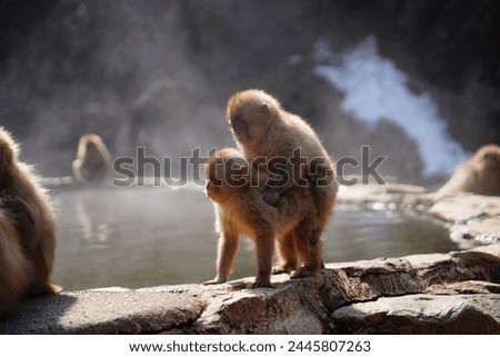 Snow monkeys in Nagano Japan having intercourse at side of hot spring pool, with some other monkeys relaxing at poolside nearby