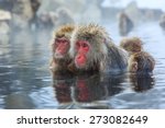Snow monkeys in a natural onsen (hot spring), located in Jigokudani Park, Yudanaka. Nagano Japan.