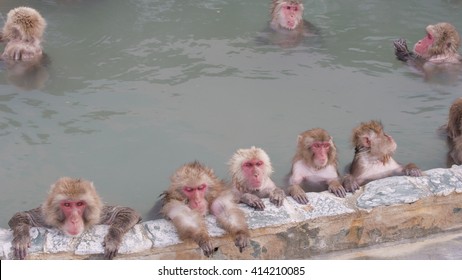 Snow Monkeys Relaxing In A Hotspring. Japanese Macaque Onsen Monkey.