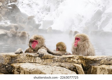 Snow monkeys sitting in the hot springs - Powered by Shutterstock