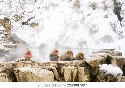 Snow monkeys sitting in the hot springs - Powered by Shutterstock