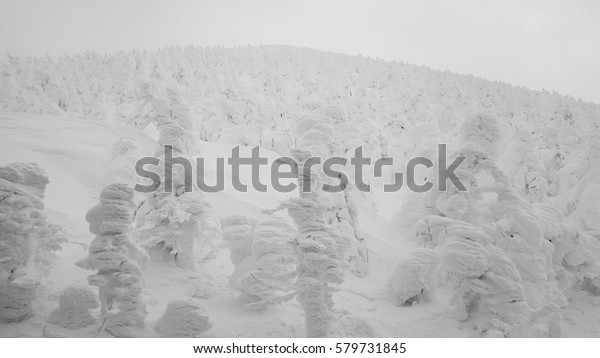 Snow monster, Mount Zao in\
winter; Pine tree covered by heavy snow, Yamakata, Tohoku,\
Japan.
