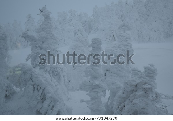 Snow Monsters; tree\
covered in heavy snow