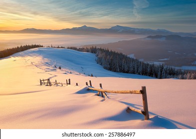 Snow Mountain, Snow Covered Tree Lit Yellow Light Of The Morning Sun