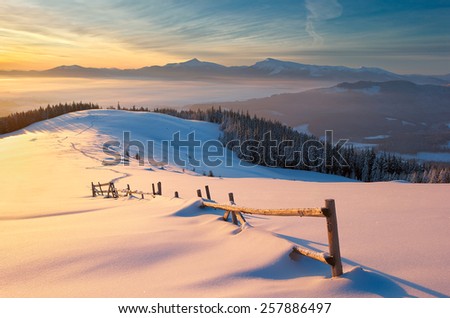 snow mountain, snow covered tree lit yellow light of the morning sun