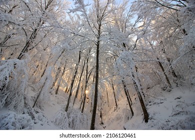 snow and nature landscapes and forests whitened by the first snowfalls in the northern Apennines between modena and bologna italy 