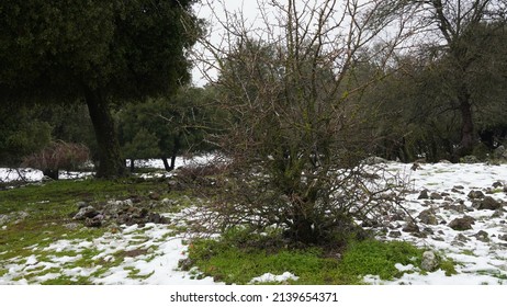 Snow in Odem forest near The Big Juba, Israel. Forest covered in snow. Green trees and white snow